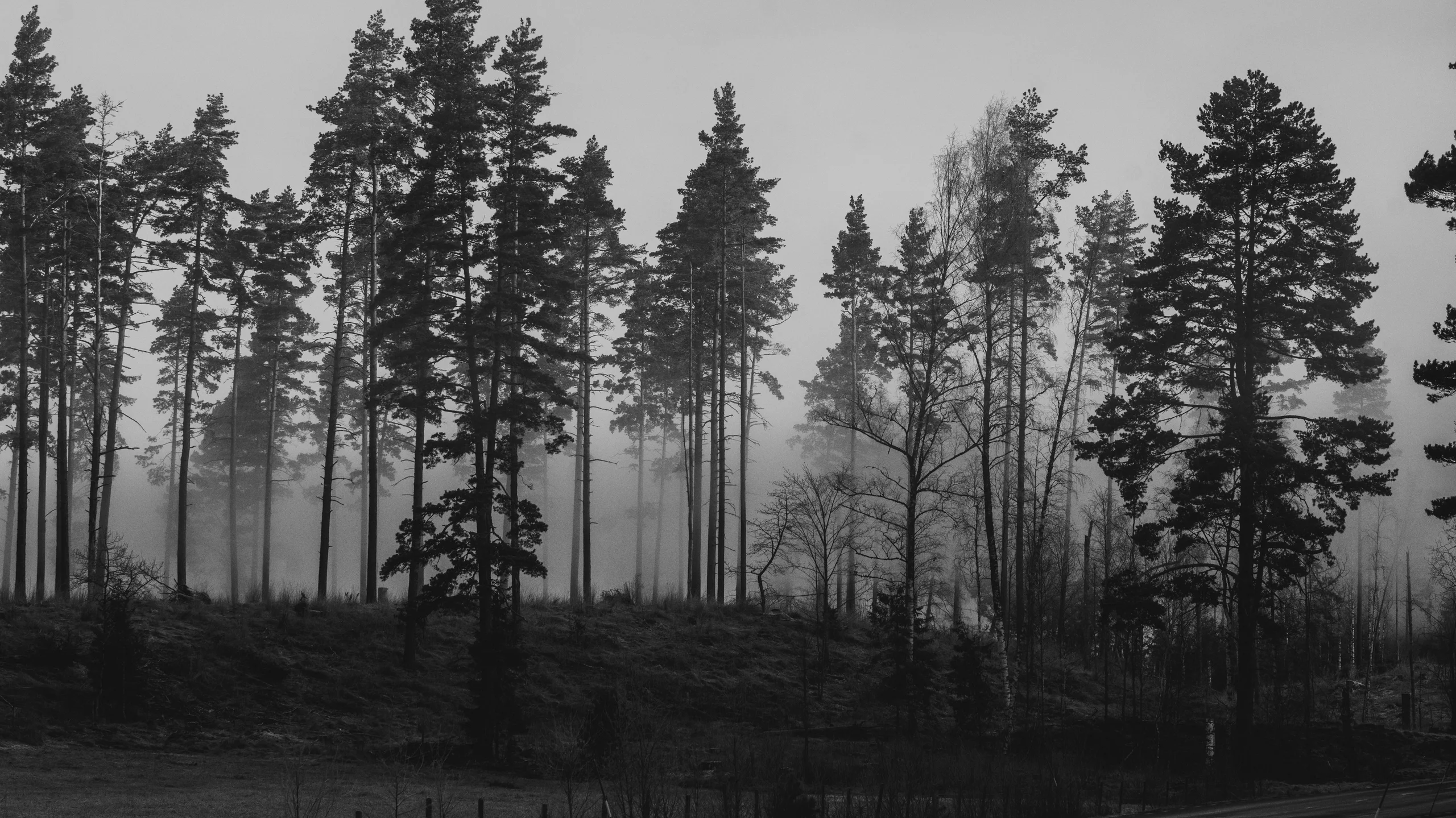 Silhouetted pine trees against a misty sky