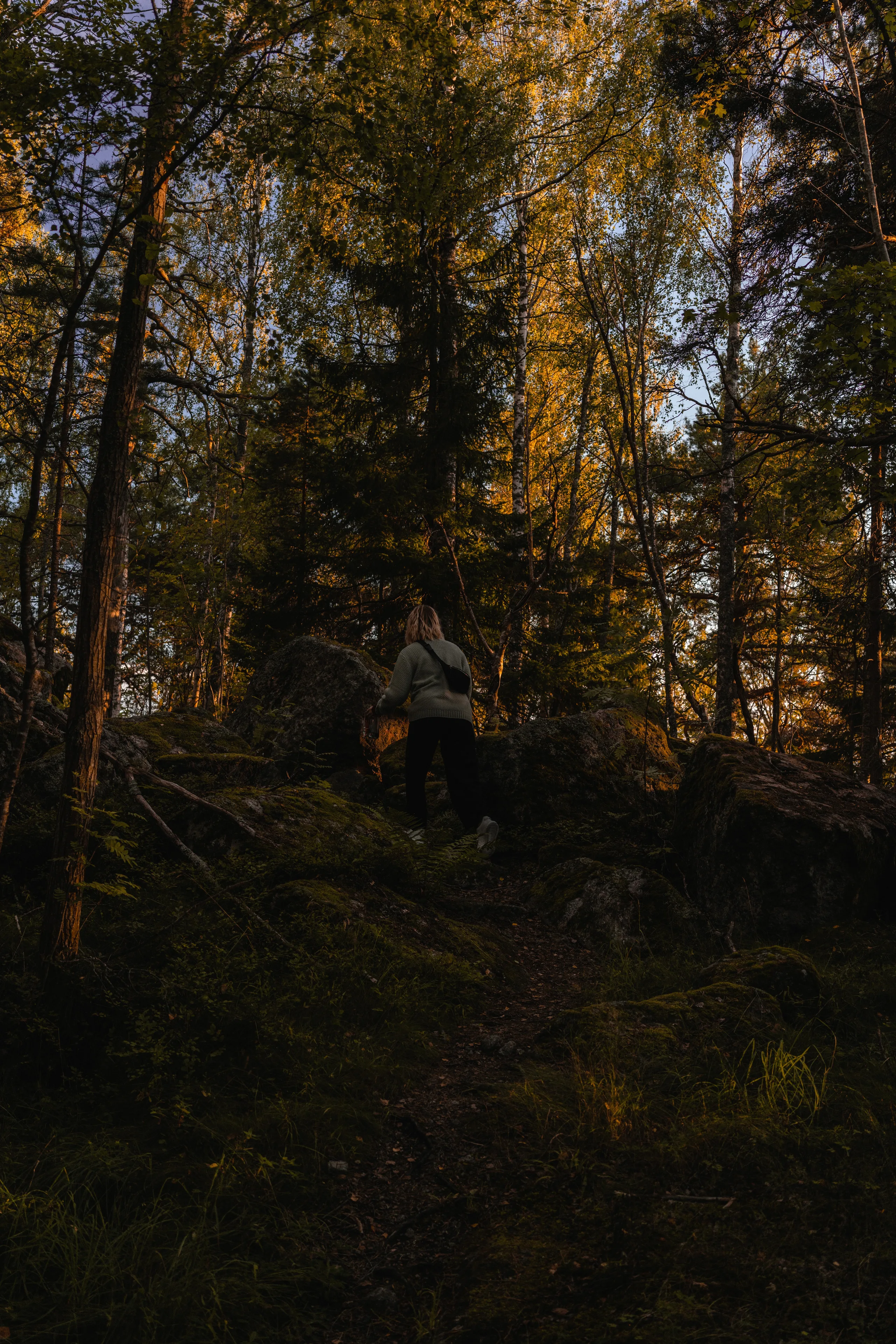 A person climbing over mossy rocks in a pine forest at golden hour