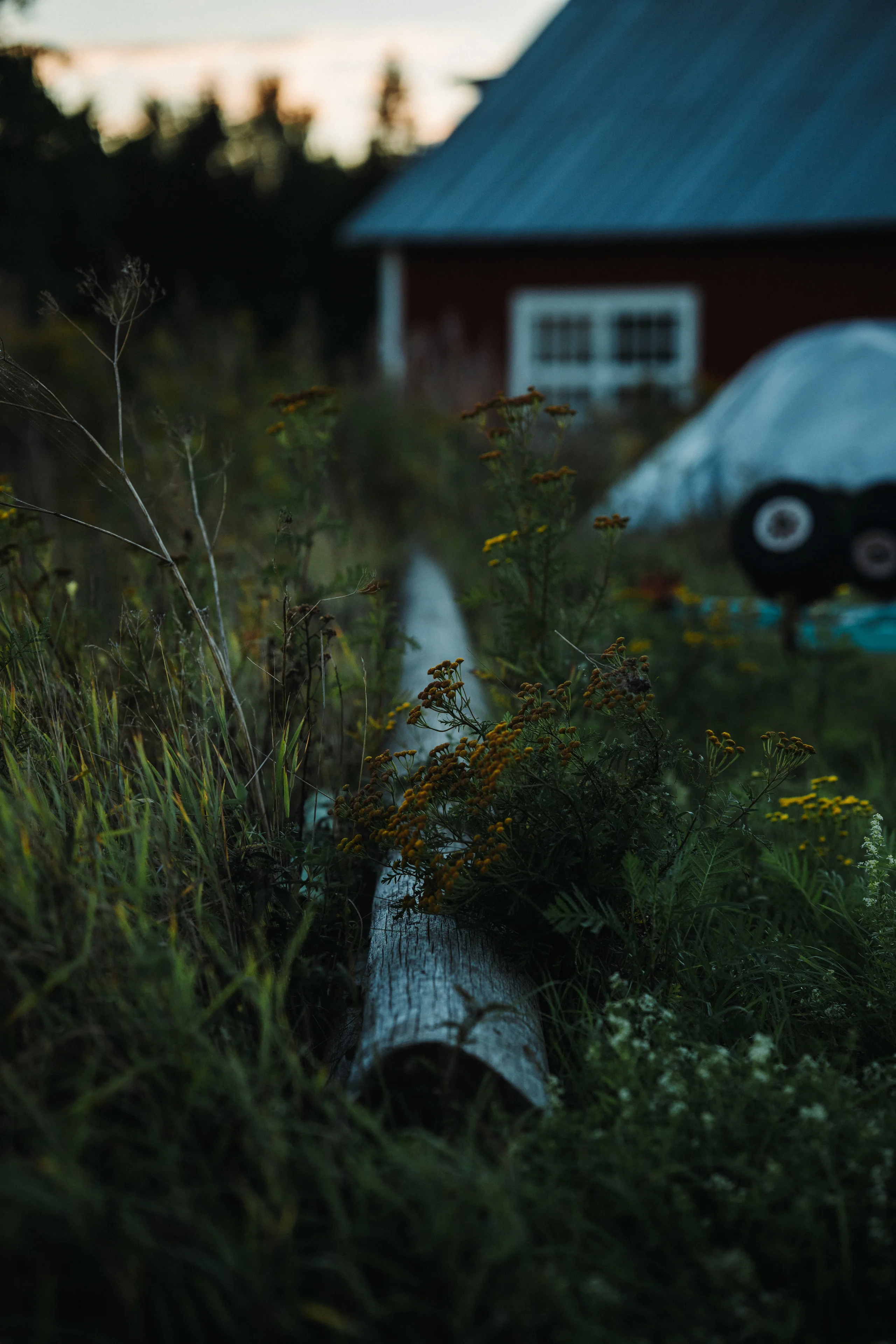Overgrown garden with long grass in front of a red Swedish cottage